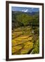 Rice Fields around Harvest Time in Paro Valley, Bhutan-Howie Garber-Framed Premium Photographic Print