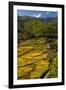 Rice Fields around Harvest Time in Paro Valley, Bhutan-Howie Garber-Framed Premium Photographic Print