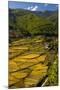 Rice Fields around Harvest Time in Paro Valley, Bhutan-Howie Garber-Mounted Premium Photographic Print