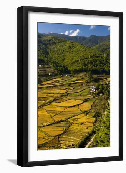 Rice Fields around Harvest Time in Paro Valley, Bhutan-Howie Garber-Framed Photographic Print