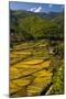 Rice Fields around Harvest Time in Paro Valley, Bhutan-Howie Garber-Mounted Photographic Print