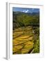 Rice Fields around Harvest Time in Paro Valley, Bhutan-Howie Garber-Framed Photographic Print