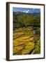 Rice Fields around Harvest Time in Paro Valley, Bhutan-Howie Garber-Framed Photographic Print