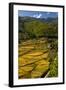 Rice Fields around Harvest Time in Paro Valley, Bhutan-Howie Garber-Framed Photographic Print