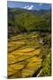 Rice Fields around Harvest Time in Paro Valley, Bhutan-Howie Garber-Mounted Photographic Print