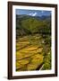 Rice Fields around Harvest Time in Paro Valley, Bhutan-Howie Garber-Framed Photographic Print