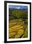 Rice Fields around Harvest Time in Paro Valley, Bhutan-Howie Garber-Framed Photographic Print