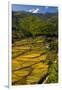 Rice Fields around Harvest Time in Paro Valley, Bhutan-Howie Garber-Framed Photographic Print