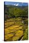 Rice Fields around Harvest Time in Paro Valley, Bhutan-Howie Garber-Stretched Canvas