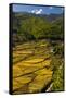 Rice Fields around Harvest Time in Paro Valley, Bhutan-Howie Garber-Framed Stretched Canvas