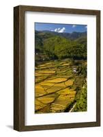 Rice Fields around Harvest Time in Paro Valley, Bhutan-Howie Garber-Framed Photographic Print