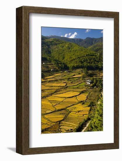 Rice Fields around Harvest Time in Paro Valley, Bhutan-Howie Garber-Framed Photographic Print