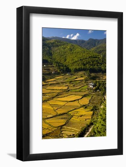 Rice Fields around Harvest Time in Paro Valley, Bhutan-Howie Garber-Framed Photographic Print