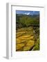 Rice Fields around Harvest Time in Paro Valley, Bhutan-Howie Garber-Framed Photographic Print