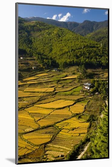Rice Fields around Harvest Time in Paro Valley, Bhutan-Howie Garber-Mounted Photographic Print