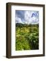 Rice fields at Tegallalang Rice Terrace, Bali, Indonesia-Russ Bishop-Framed Photographic Print