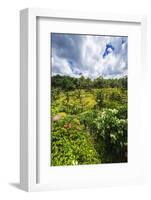 Rice fields at Tegallalang Rice Terrace, Bali, Indonesia-Russ Bishop-Framed Photographic Print