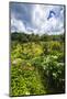 Rice fields at Tegallalang Rice Terrace, Bali, Indonesia-Russ Bishop-Mounted Photographic Print