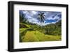 Rice fields at Tegallalang Rice Terrace, Bali, Indonesia-Russ Bishop-Framed Photographic Print