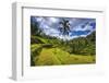 Rice fields at Tegallalang Rice Terrace, Bali, Indonesia-Russ Bishop-Framed Photographic Print