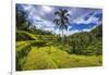 Rice fields at Tegallalang Rice Terrace, Bali, Indonesia-Russ Bishop-Framed Photographic Print