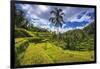 Rice fields at Tegallalang Rice Terrace, Bali, Indonesia-Russ Bishop-Framed Photographic Print