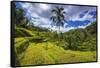 Rice fields at Tegallalang Rice Terrace, Bali, Indonesia-Russ Bishop-Framed Stretched Canvas