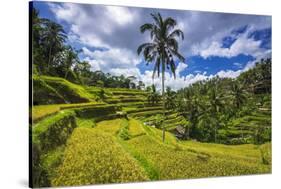 Rice fields at Tegallalang Rice Terrace, Bali, Indonesia-Russ Bishop-Stretched Canvas