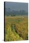 Rice Fields at the Foot of the Gunung Agung-Christoph Mohr-Stretched Canvas