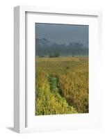 Rice Fields at the Foot of the Gunung Agung-Christoph Mohr-Framed Photographic Print