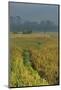 Rice Fields at the Foot of the Gunung Agung-Christoph Mohr-Mounted Photographic Print