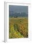 Rice Fields at the Foot of the Gunung Agung-Christoph Mohr-Framed Photographic Print