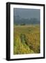 Rice Fields at the Foot of the Gunung Agung-Christoph Mohr-Framed Photographic Print