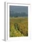 Rice Fields at the Foot of the Gunung Agung-Christoph Mohr-Framed Photographic Print