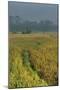 Rice Fields at the Foot of the Gunung Agung-Christoph Mohr-Mounted Photographic Print