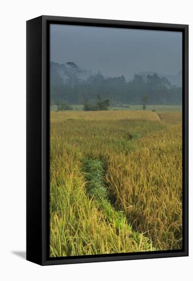 Rice Fields at the Foot of the Gunung Agung-Christoph Mohr-Framed Stretched Canvas