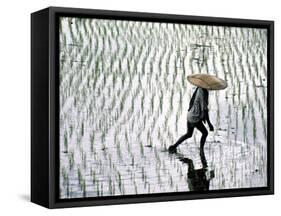 Rice Fields, Bali, Indonesia-Peter Adams-Framed Stretched Canvas