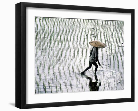 Rice Fields, Bali, Indonesia-Peter Adams-Framed Photographic Print