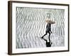Rice Fields, Bali, Indonesia-Peter Adams-Framed Photographic Print