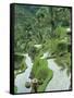 Rice Fields, Central Bali, Indonesia-Peter Adams-Framed Stretched Canvas