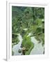 Rice Fields, Central Bali, Indonesia-Peter Adams-Framed Photographic Print