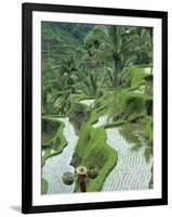 Rice Fields, Central Bali, Indonesia-Peter Adams-Framed Photographic Print