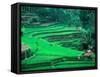 Rice Fields, Cultivation, Bali, Indonesia-Kenneth Garrett-Framed Stretched Canvas