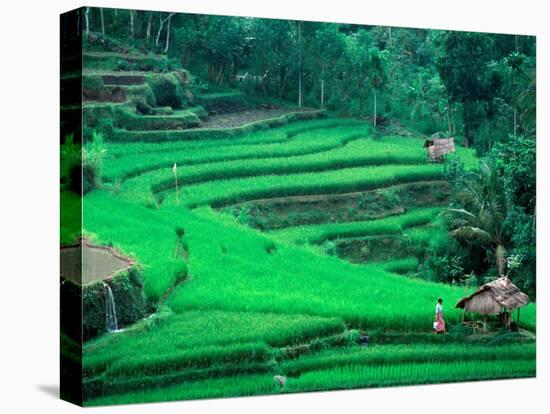 Rice Fields, Cultivation, Bali, Indonesia-Kenneth Garrett-Stretched Canvas