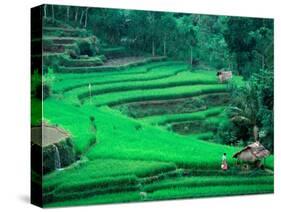 Rice Fields, Cultivation, Bali, Indonesia-Kenneth Garrett-Stretched Canvas