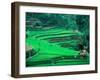 Rice Fields, Cultivation, Bali, Indonesia-Kenneth Garrett-Framed Premium Photographic Print