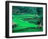 Rice Fields, Cultivation, Bali, Indonesia-Kenneth Garrett-Framed Premium Photographic Print