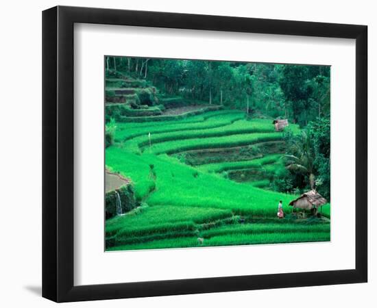 Rice Fields, Cultivation, Bali, Indonesia-Kenneth Garrett-Framed Photographic Print