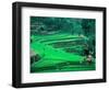 Rice Fields, Cultivation, Bali, Indonesia-Kenneth Garrett-Framed Photographic Print