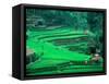 Rice Fields, Cultivation, Bali, Indonesia-Kenneth Garrett-Framed Stretched Canvas